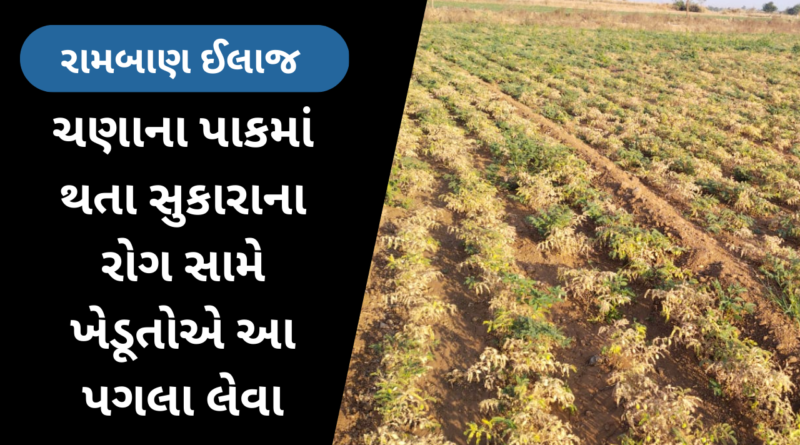 wilt disease in chickpea crop